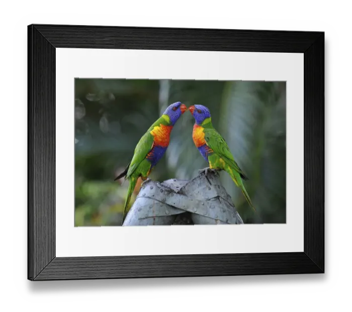 Framed Print : Rainbow Lorikeets, Loris (Trichoglossus haematodus)