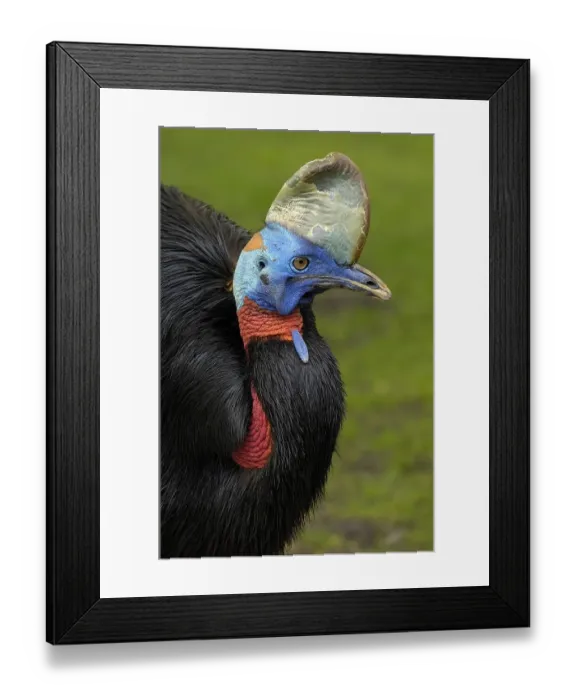 Framed Print : Cassowary, Casuarius casuarius