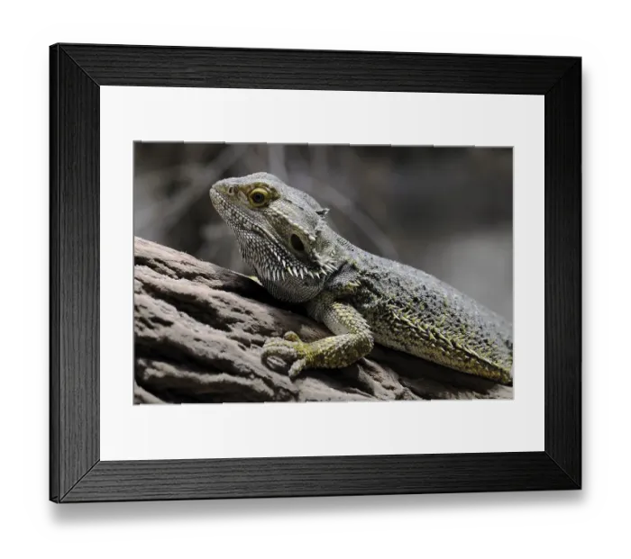 Framed Print : Inland - or Central Bearded Dragon (Pogona vitticeps)