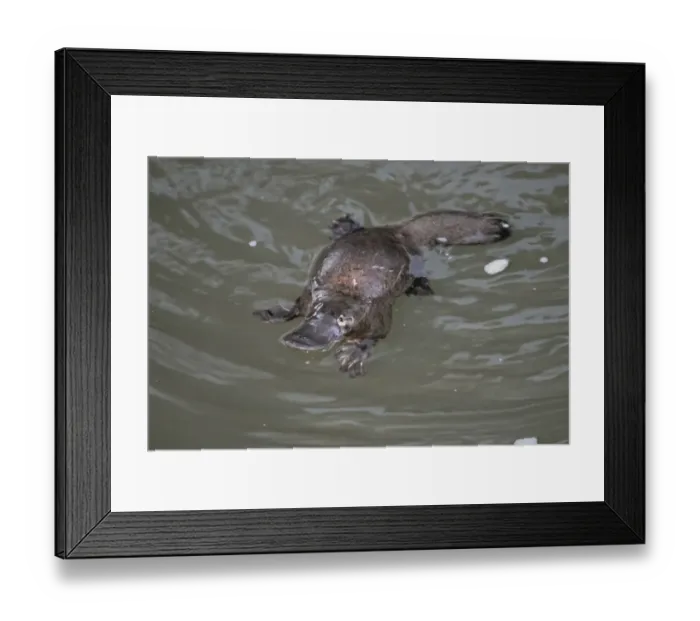 Framed Print : Platypus (Ornithorhynchus anatinus) in its natural habitat Framed Print : Platypus (Ornithorhynchus anatinus) in its natural habitat