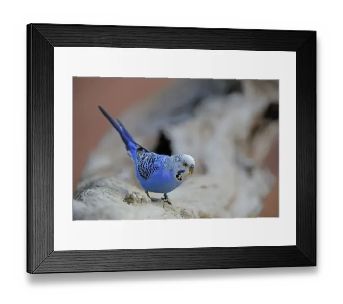 Framed Print : Budgerigar (Melopsittacus undulatus)
