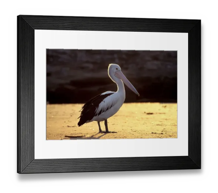 Framed Print : Australian pelican (Pelecanus conspillatus) in back light