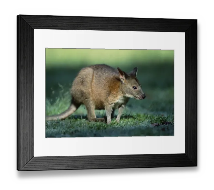 Framed Print : Red-necked Pademelon (Thylogale thetis) Framed Print : Red-necked Pademelon (Thylogale thetis)