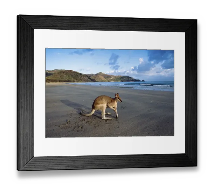 Framed Print : Pretty-faced Wallaby or Whiptail Wallaby (Macropus parryi) on a beach
