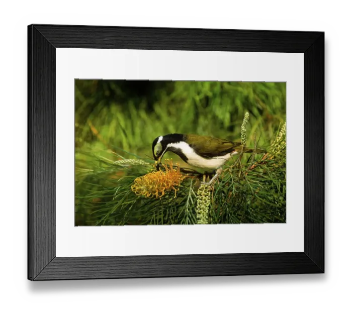 Framed Print : Blue-faced Honeyeater or Bananabird (Entomyzon cyanotis)