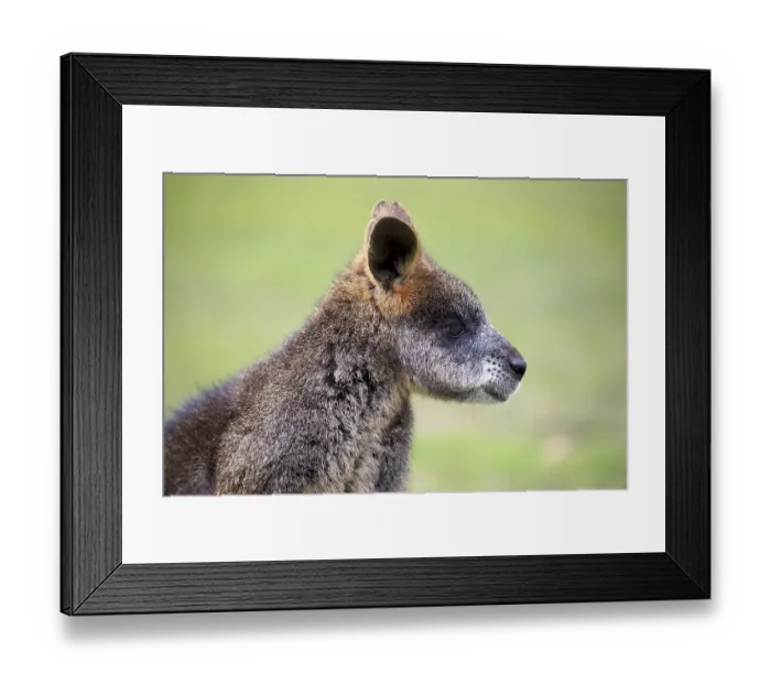 Framed Print : Red-necked or Bennett's wallaby (Macropus rufogriseus)
