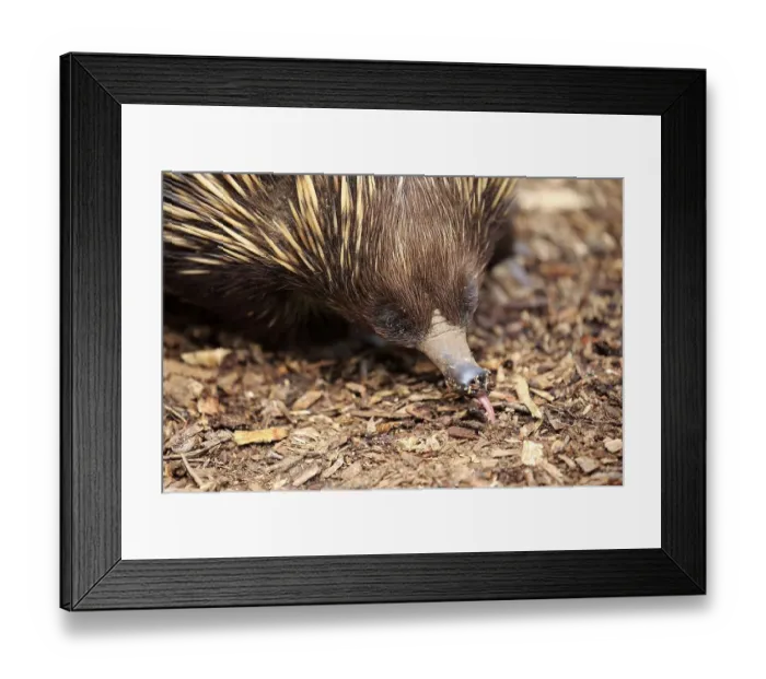 Framed Print : Echidna, short-beaked echidna (Tachyglossus aculeatus)