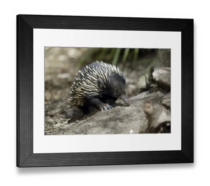 Framed Print : Short-beaked Echidna (Tachyglossus aculeatus)