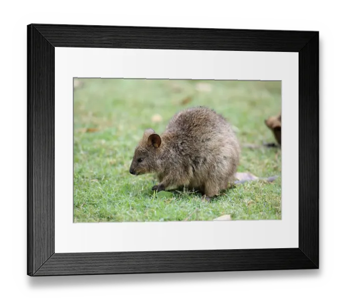 Framed Print : Quokka (Setonix brachyurus), adult couple Framed Print : Quokka (Setonix brachyurus), adult couple