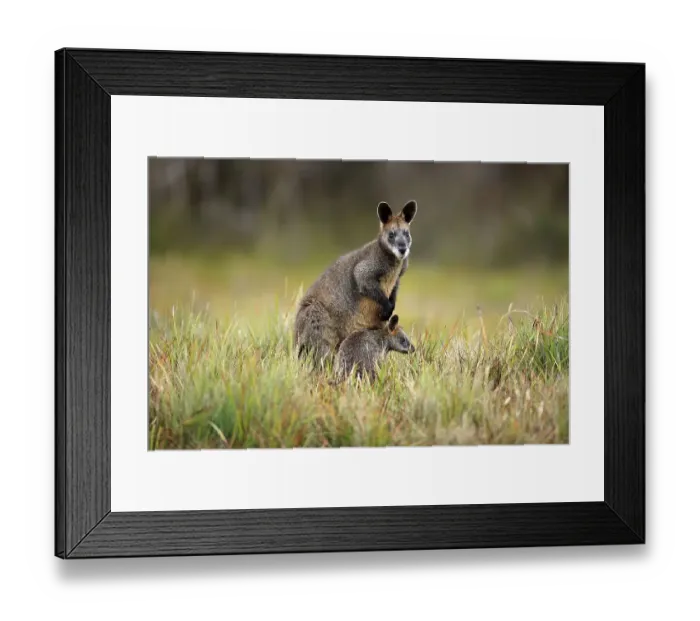 Framed Print : Swamp Wallabies (Wallabia bicolor)