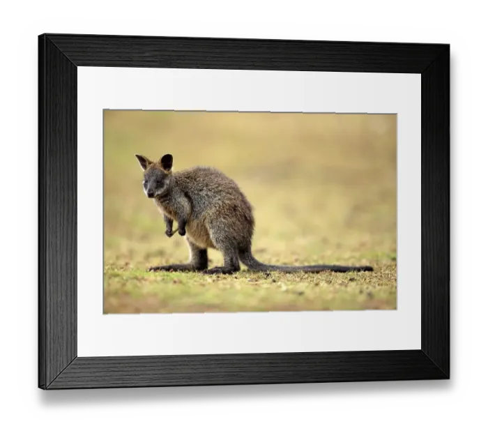Framed Print : Swamp Wallabies (Wallabia bicolor)