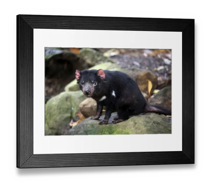 Framed Print : Tasmanian devil (Sarcophilus harrisii)