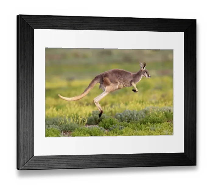 Framed Print : Red Kangaroo (Macropus rufus) jumping adult Framed Print : Red Kangaroo (Macropus rufus) jumping adult