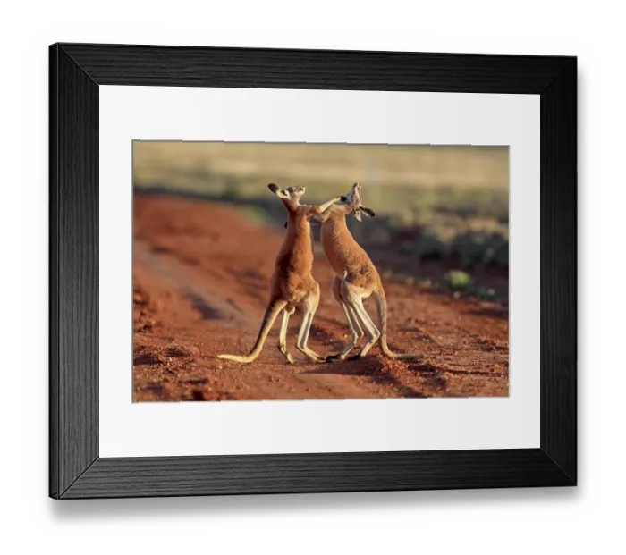 Framed Print : Red Kangaroo (Macropus rufus), male adults fighting Framed Print : Red Kangaroo (Macropus rufus), male adults fighting