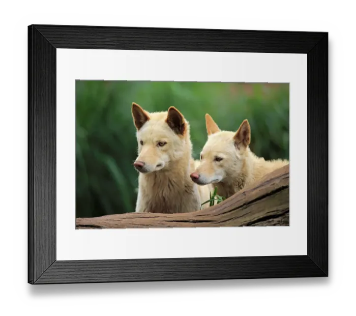 Framed Print : Dingoes (Canis familiaris dingo)