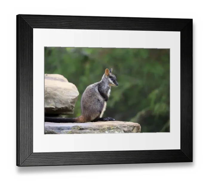 Framed Print : Brush-tailed Rock-wallaby, (Petrogale penicillata)