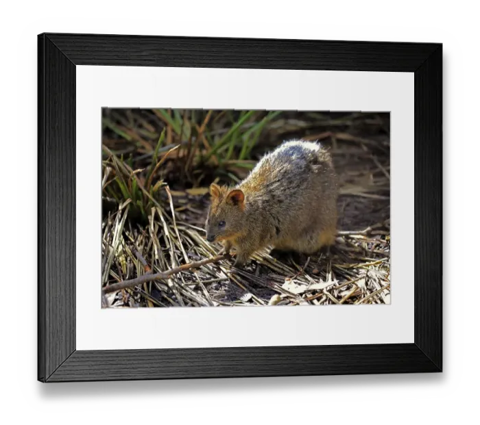 Framed Print : Quokka, (Setonix brachyrus), adult