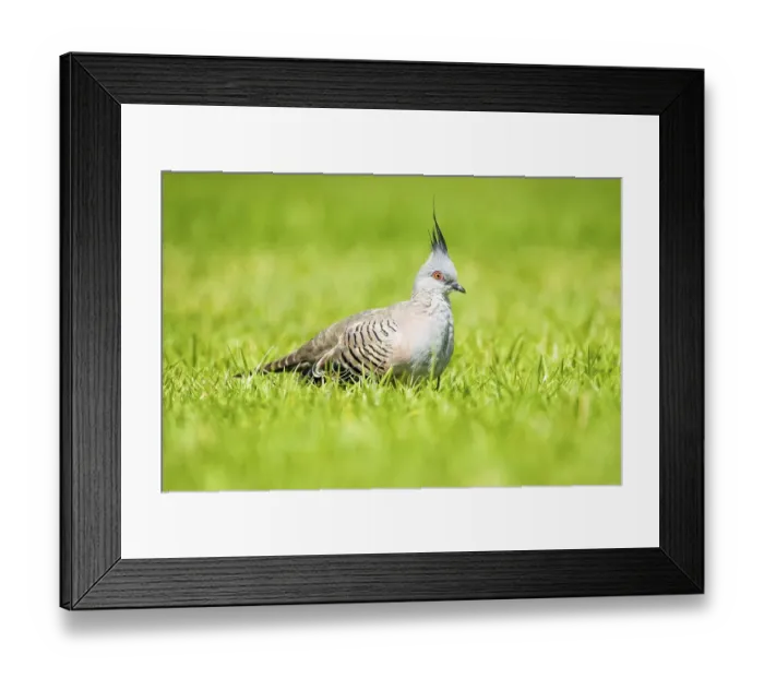 Framed Print : Crested pigeon (Ocyphaps lophotes) Framed Print : Crested pigeon (Ocyphaps lophotes)
