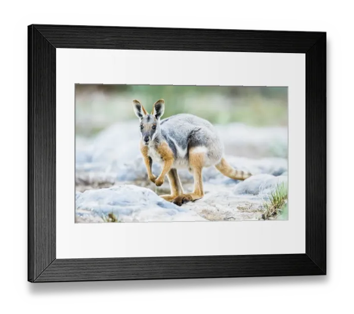 Framed Print : Yellow-footed rock-wallaby (Petrogale xanthopus)