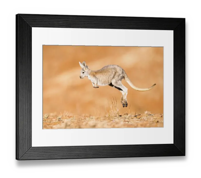 Framed Print : Common wallaroo (Macropus robustus) Framed Print : Common wallaroo (Macropus robustus)