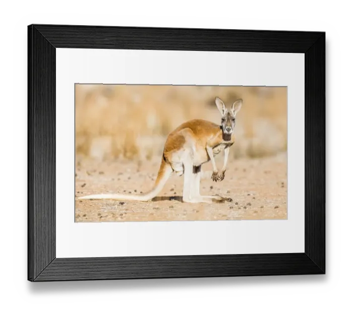 Framed Print : Red kangaroo (Macropus rufus), in habitat Framed Print : Red kangaroo (Macropus rufus), in habitat