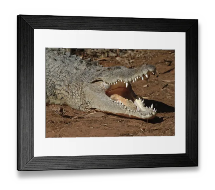 Framed Print : Saltwater crocodile (Crocodylus porosus) Framed Print : Saltwater crocodile (Crocodylus porosus)