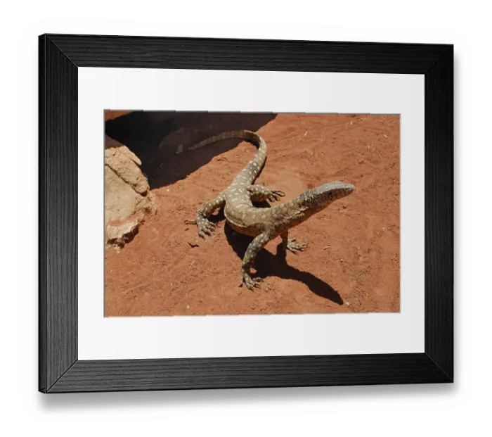 Framed Print : Perentie, Goanna (Varanus giganteus) Framed Print : Perentie, Goanna (Varanus giganteus)