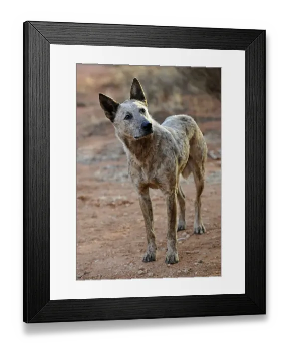 Framed Print : Dingo (Canis lupus dingo), Northern Territory Framed Print : Dingo (Canis lupus dingo), Northern Territory