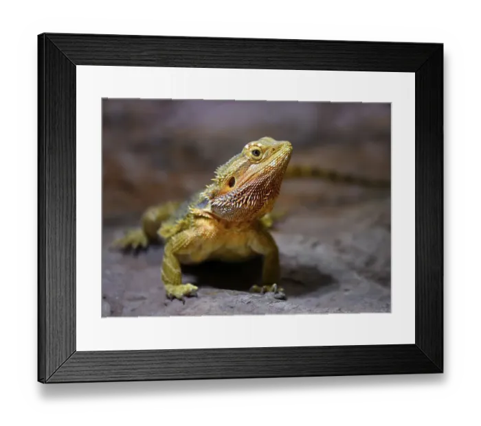 Framed Print : Frill-necked lizard (Chlamydosaurus kingii) Framed Print : Frill-necked lizard (Chlamydosaurus kingii)