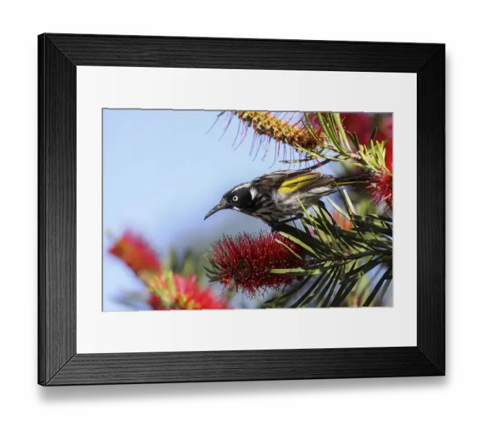 Framed Print : Close up of a New Holland honeyeater perching on a Banksia