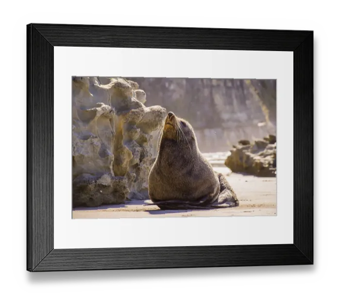 Framed Print : Seal on beach enjoying the sun in New Zealand Framed Print : Seal on beach enjoying the sun in New Zealand