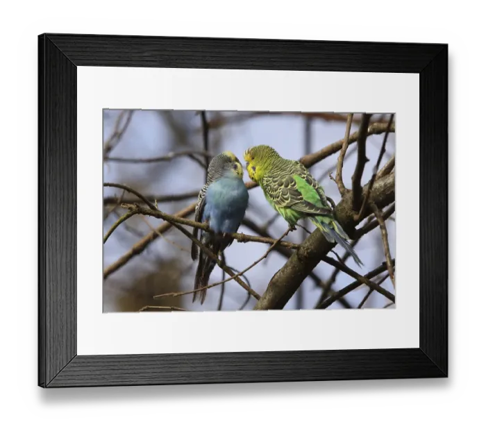 Framed Print : Budgerigar