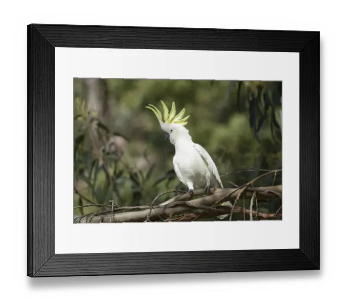 Framed Print : Sulphur-crested cockatoo (Cacatua galerita) adult bird in a tree Framed Print : Sulphur-crested cockatoo (Cacatua galerita) adult bird in a tree