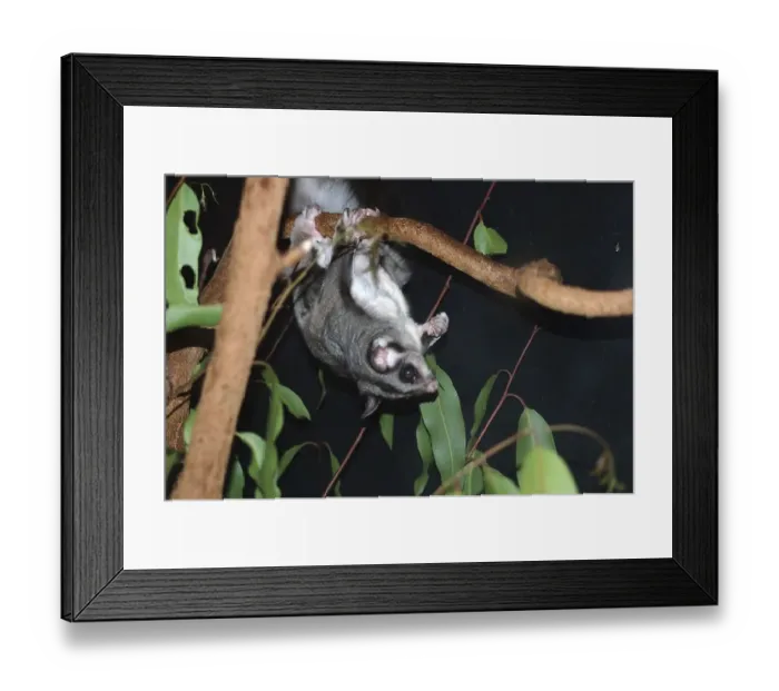 Framed Print : Australian sugar glider, Petaurus breviceps Framed Print : Australian sugar glider, Petaurus breviceps