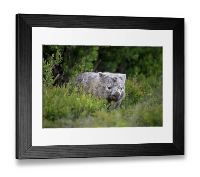 Framed Print : Common Wombat (Vombatus ursinus) Framed Print : Common Wombat (Vombatus ursinus)