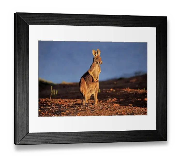 Framed Print : Red Kangaroo (Macropus rufus), adult