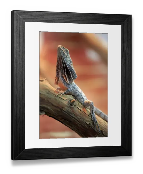 Framed Print : Frilled-neck lizard, also frilled lizard or frilled dragon (Chlamydosaurus kingii) Framed Print : Frilled-neck lizard, also frilled lizard or frilled dragon (Chlamydosaurus kingii)