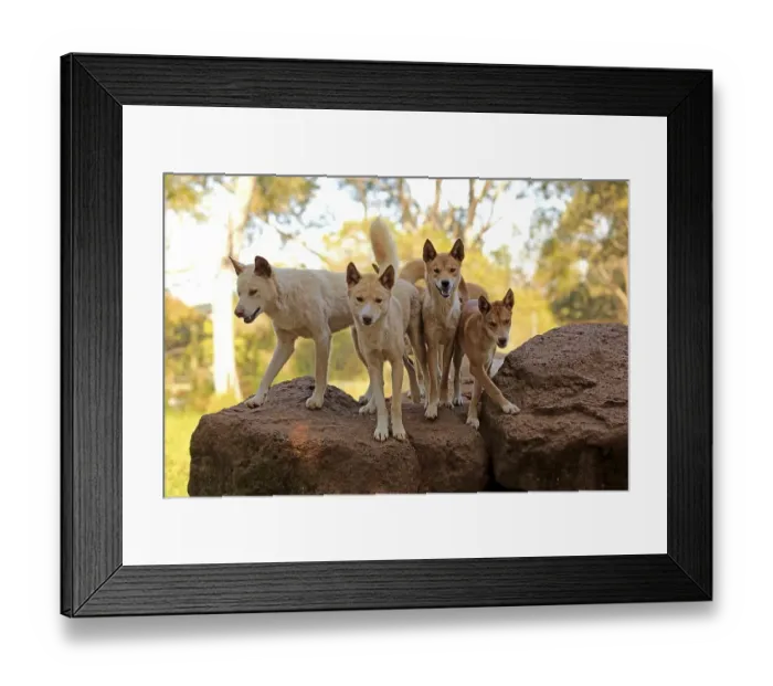 Framed Print : Dingos (Canis familiaris dingo)