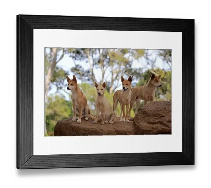 Framed Print : Dingos (Canis familiaris dingo)