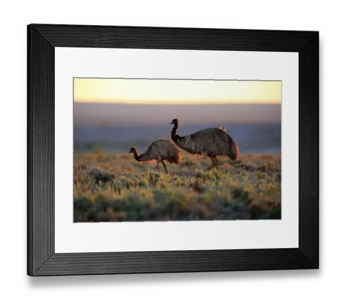 Framed Print : Emus (Dromaius novaehollandiae) Framed Print : Emus (Dromaius novaehollandiae)