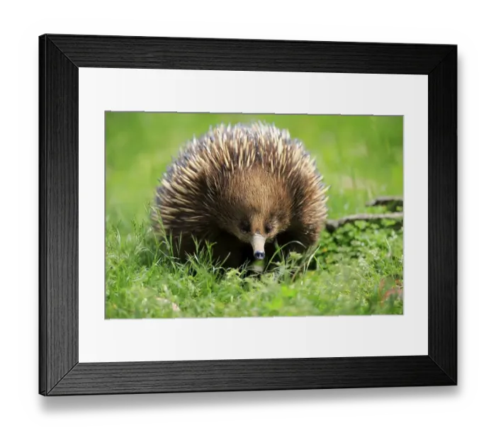 Framed Print : Short-beaked echidna (Tachyglossus aculeatus)