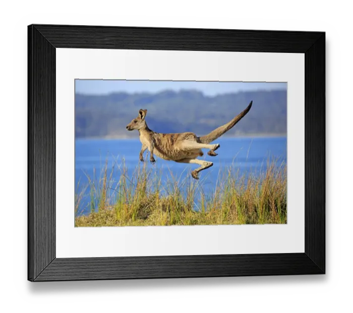 Framed Print : Eastern grey kangaroo (Macropus giganteus) Framed Print : Eastern grey kangaroo (Macropus giganteus)