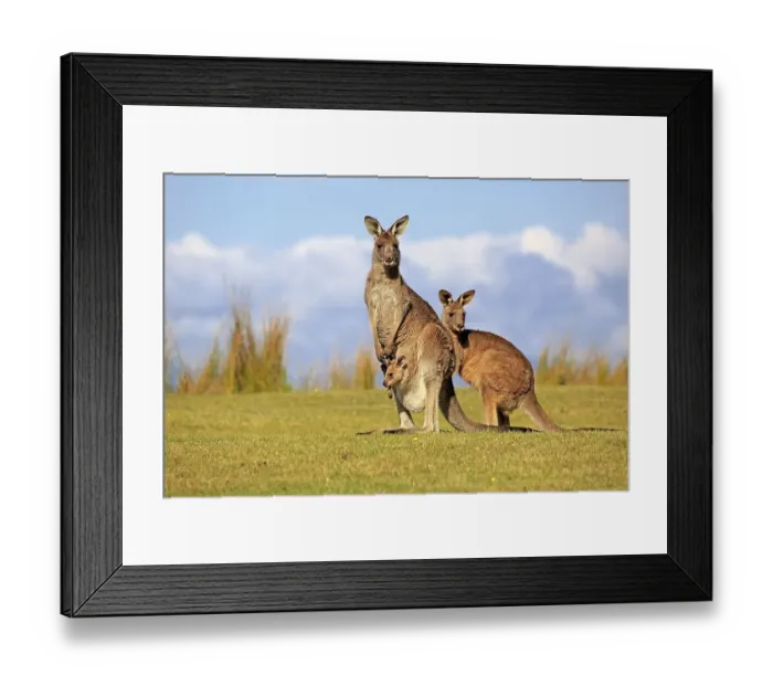 Framed Print : Eastern grey kangaroos (Macropus giganteus) Framed Print : Eastern grey kangaroos (Macropus giganteus)