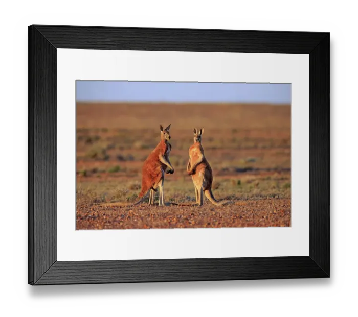 Framed Print : Red kangaroos (Macropus rufus) Framed Print : Red kangaroos (Macropus rufus)