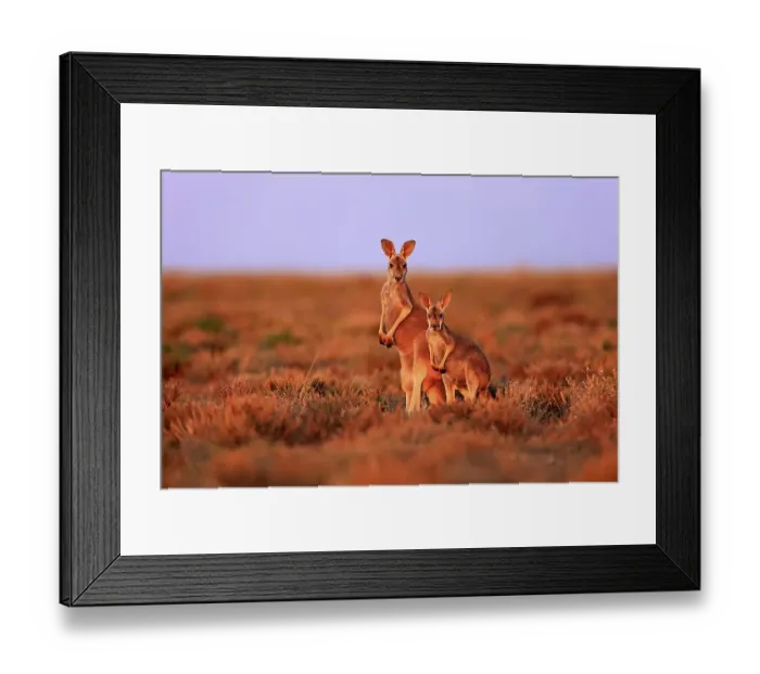Framed Print : Red kangaroos (Macropus rufus) Framed Print : Red kangaroos (Macropus rufus)