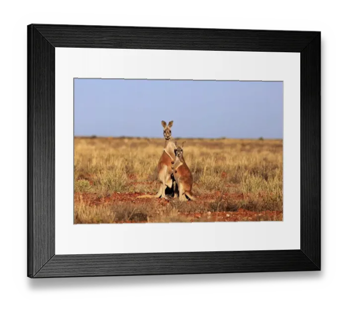 Framed Print : Red kangaroos (Macropus rufus)