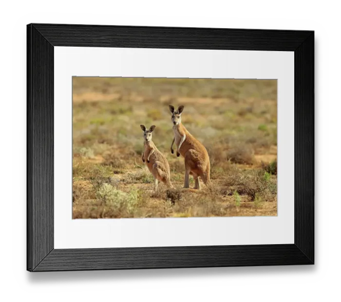 Framed Print : Red kangaroo (Macropus rufus), adult with young Framed Print : Red kangaroo (Macropus rufus), adult with young