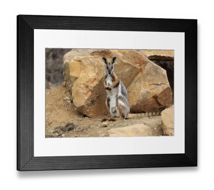 Framed Print : Yellow-footed rock-wallaby (Petrogale xanthopus)
