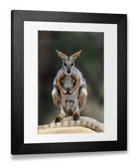 Framed Print : Yellow-footed rock-wallaby (Petrogale xanthopus)
