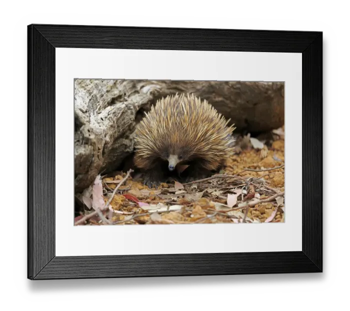 Framed Print : Short-beaked echidna (Tachyglossus aculeatus) Framed Print : Short-beaked echidna (Tachyglossus aculeatus)